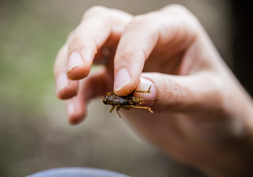 Chilli & Garlic Crickets